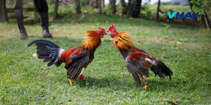 Gà Chọi Ngũ Sắc Và Những Nét Nổi Bật Trong Lối Đánh 2 Gà chọi ngũ sắc và giá trị trong giới kê thủ