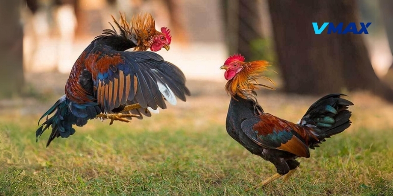 Gà Chọi Ngũ Sắc Và Những Nét Nổi Bật Trong Lối Đánh 3 Các giống gà chọi ngũ sắc phổ biến hiện nay