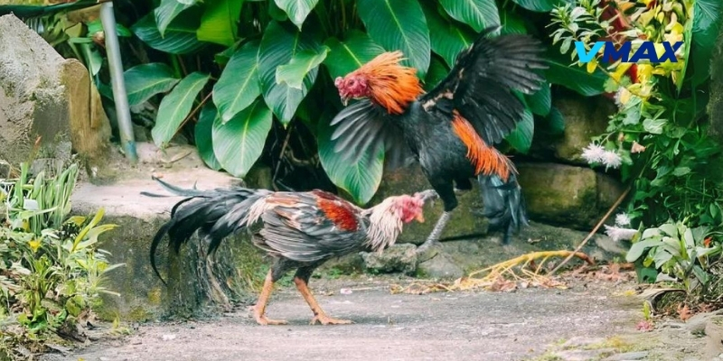 Lý do nên áp dụng mẹo chọn gà đá độ thắng